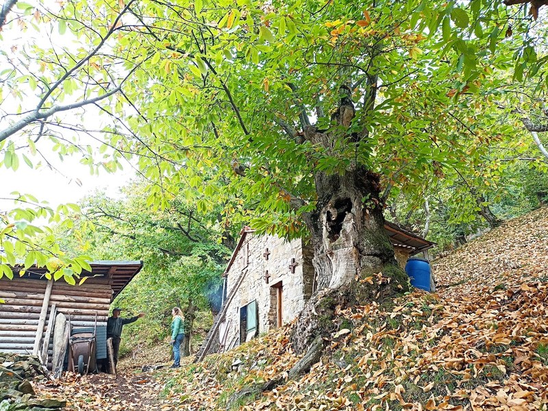 Dolce Vernio, Tra castagneti e mestieri del bosco a Cavarzano