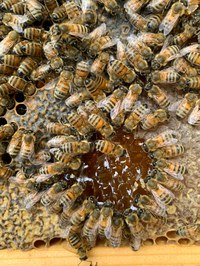 Dolce Vernio alla scoperta del miele con gli apicoltori